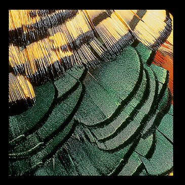 Ektas, microphotos de Gilles Martin