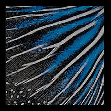 Ektas, microphotos de Gilles Martin