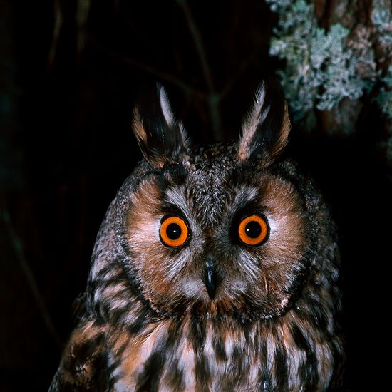 Ektas photos André Fatras