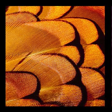 Ektas, microphotos de Gilles Martin