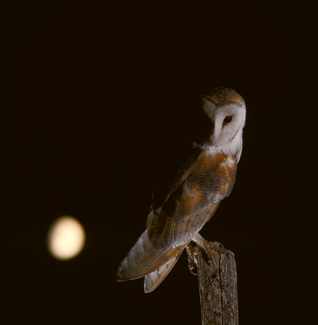 Image faisant partie d'une gallerie